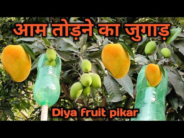 आम तोड़ने का सबसे आसान और देसी तरीका बिना नुकसान, घर पर