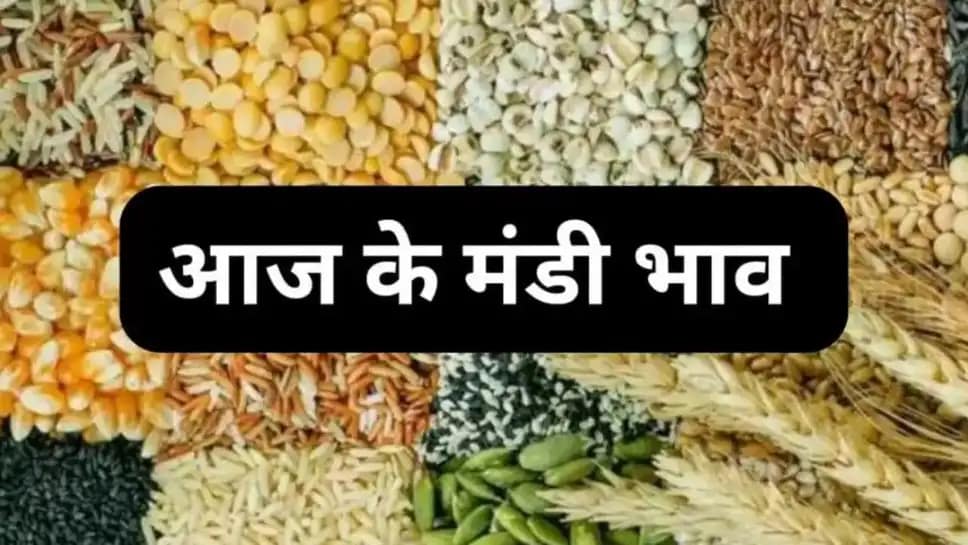 Betul Mandi Bhav 15 May 2025: जानें आज के चना, सरसों, गेहूं, मक्का और सोयाबीन के ताज़ा रेट
